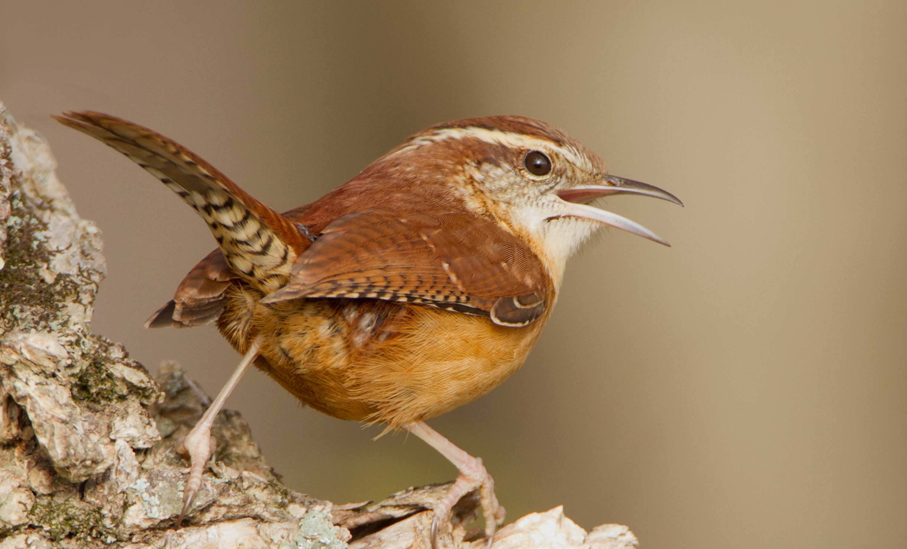 A Carolina Wren singing, perched on a tree.
