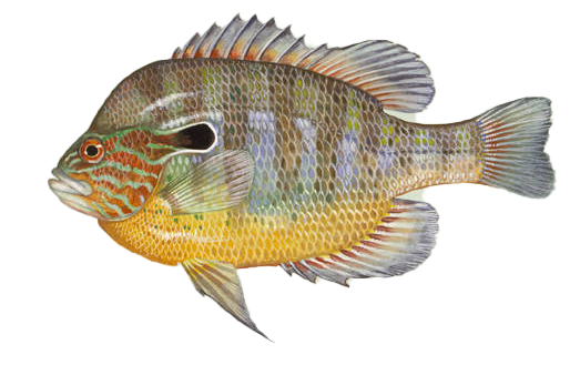 Longear Sunfish