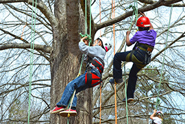 Tree Climbing