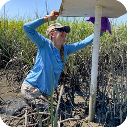 A female scientist wearing a blue long-sleeve shirt, sunglasses, and a baseball cap is working in a muddy coastal marsh. She is kneeling in the mud, surrounded by tall green marsh grass, and adjusting or inspecting a white monitoring station mounted on a pole. A purple cloth hangs from the station. The bright sunlight casts shadows, highlighting the texture of the mud and vegetation.