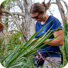 A female field researcher wearing a navy blue shirt, sunglasses, and a black waist pouch is working in a dense coastal environment. She is surrounded by green palmetto plants and other vegetation, with twisted tree branches in the background. She is holding a clipboard and writing notes while marking plants with bright pink flagging tape. The natural setting appears lush and slightly overgrown.