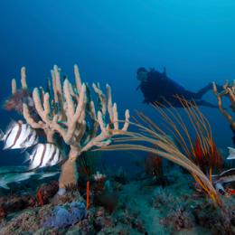 Artificial Reefs & Marine Habitat