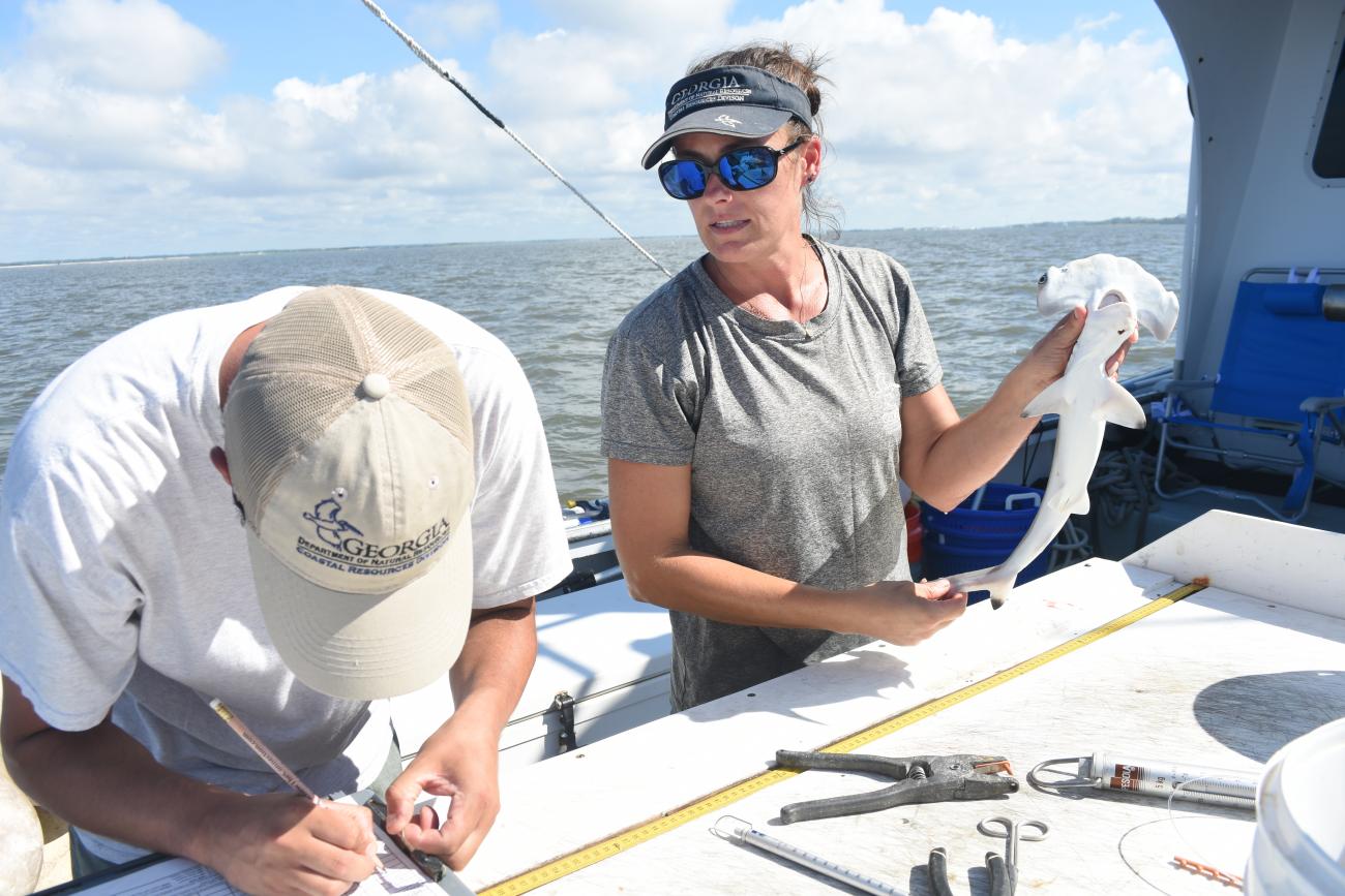 CRD begins annual survey of shark, red drum