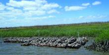 Jove Creek Oyster Reef