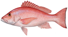  Red Snapper