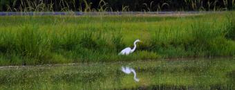 Bowens Mill Pond with Bird