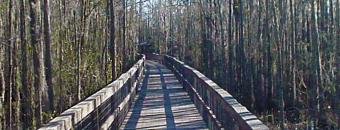 Wetlands Bridge
