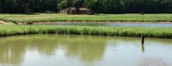 Walton Hatchery Pond