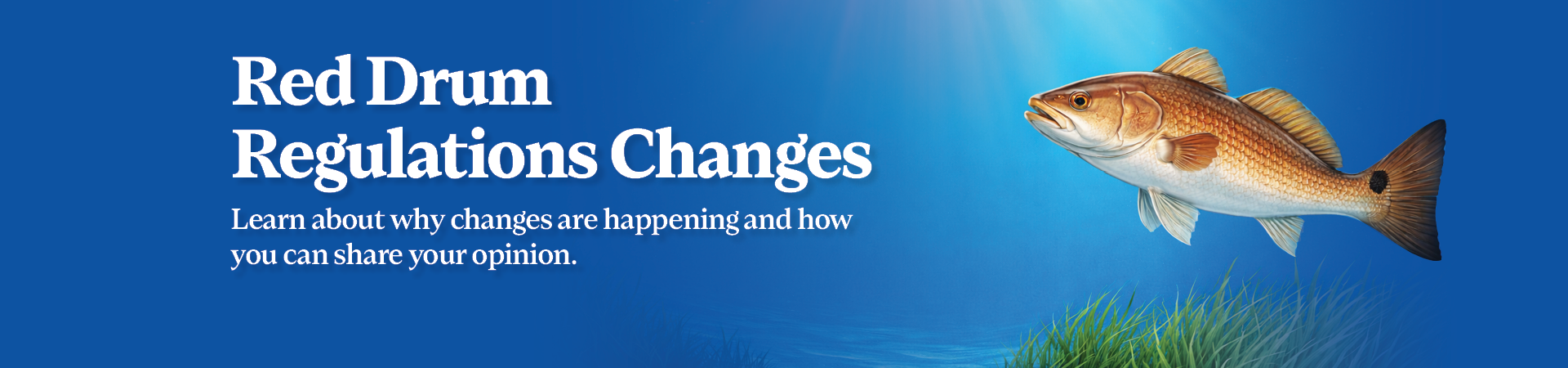 Red Drum Regulation Changes: Learn why changes are coming and how you can share your opinion.