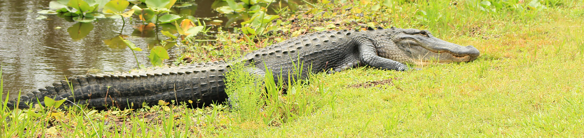 American Alligator on Bank