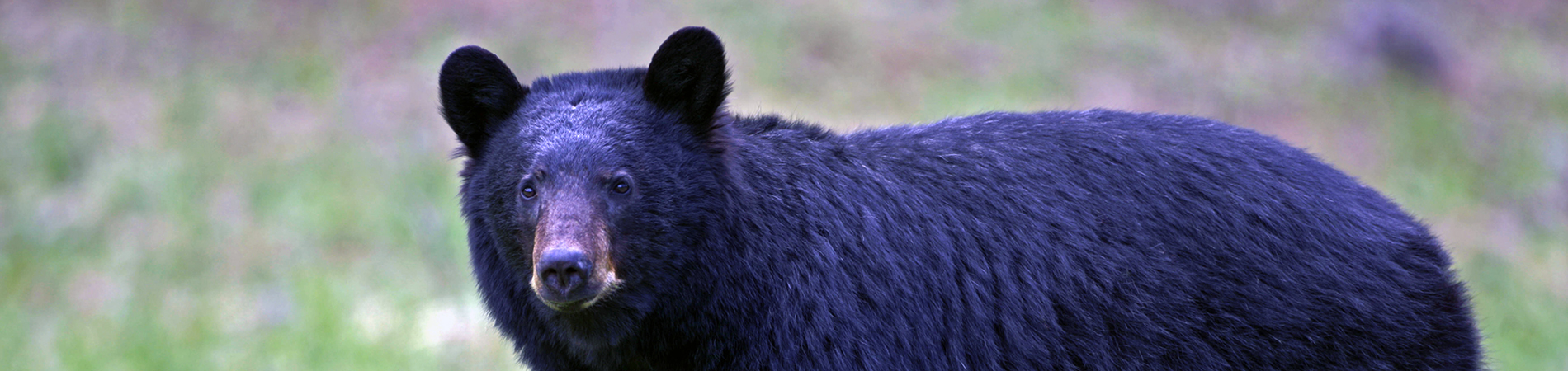 Black Bear Wandering