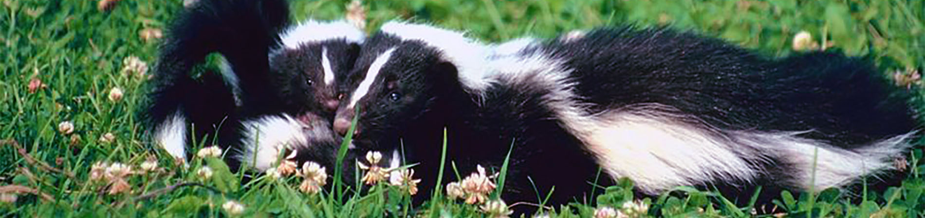 Skunk Family