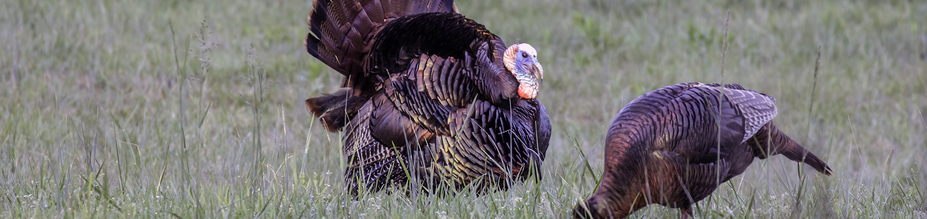 Wild Turkeys in Field