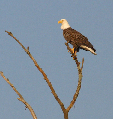 Bald Eagle on Limb