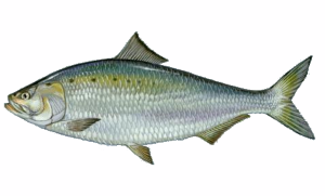 American Shad