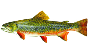 Brook Trout