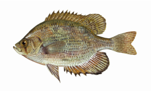 Flier Sunfish