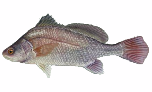 Freshwater Drum