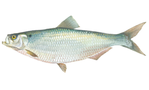 Hickory Shad