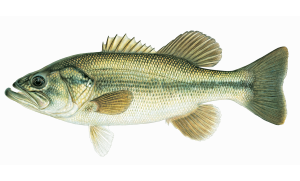 Largemouth Bass