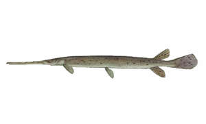 Longnose Gar