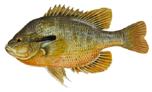 Redbreast Sunfish