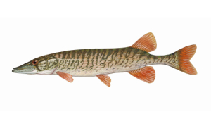 Redfin Pickerel