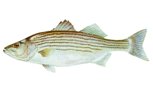 Striped Bass