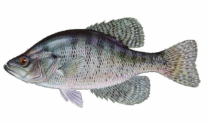 White Crappie