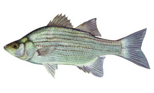 White Bass