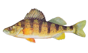 Yellow Perch