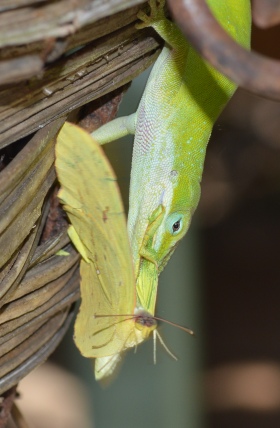 Green Anole