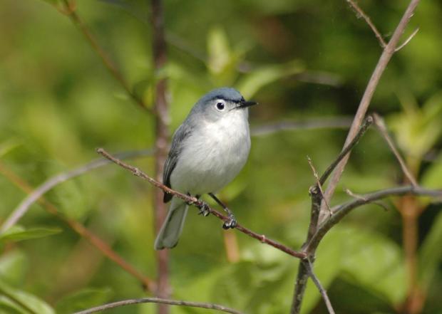 Bluegray gnatcatcher. Todd Schneider/GaDNR