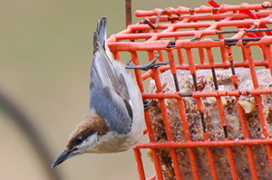 Brown-headed Nuthatch