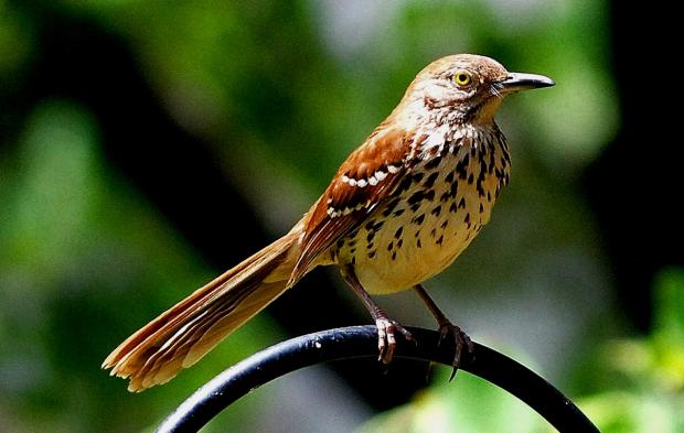 Brown thrasher (Terry W. Johnson)