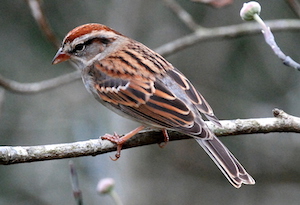 Chipping Sparrow