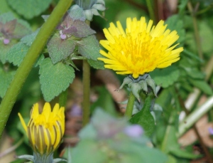 Dandelion (Terry W. Johnson)