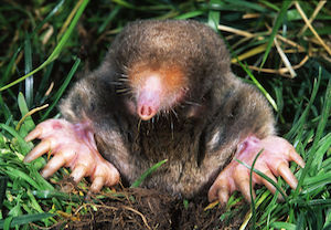 Eastern Mole