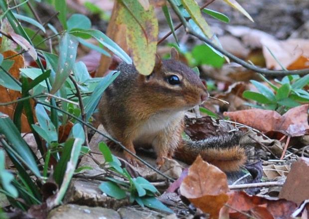 Eastern chipmunk (Terry W. Johnson)