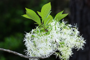 Fringe Tree