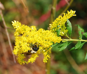 Goldenrod