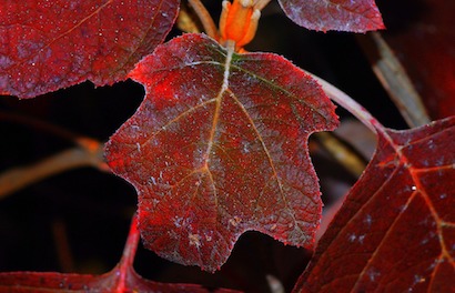 Oakleaf Hydrangea