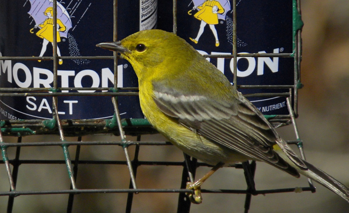 Pine Warbler/Salt Collage