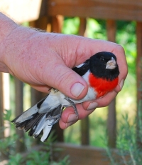 Rescued rose-breasted grosbeak. Donna Johnson