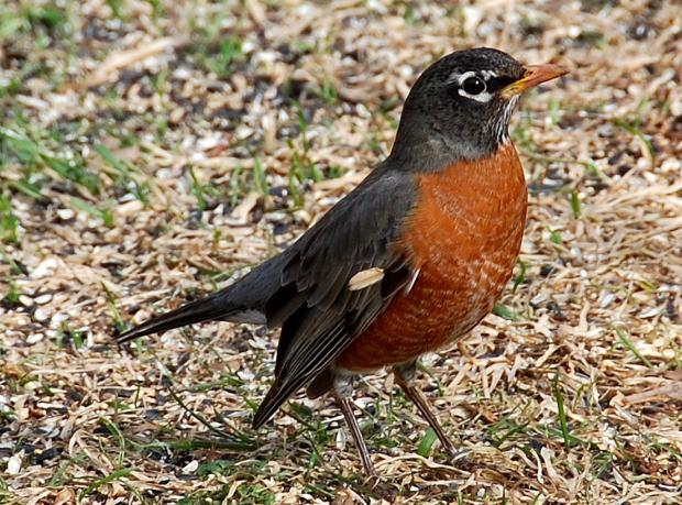 American robin (Terry W. Johnson)