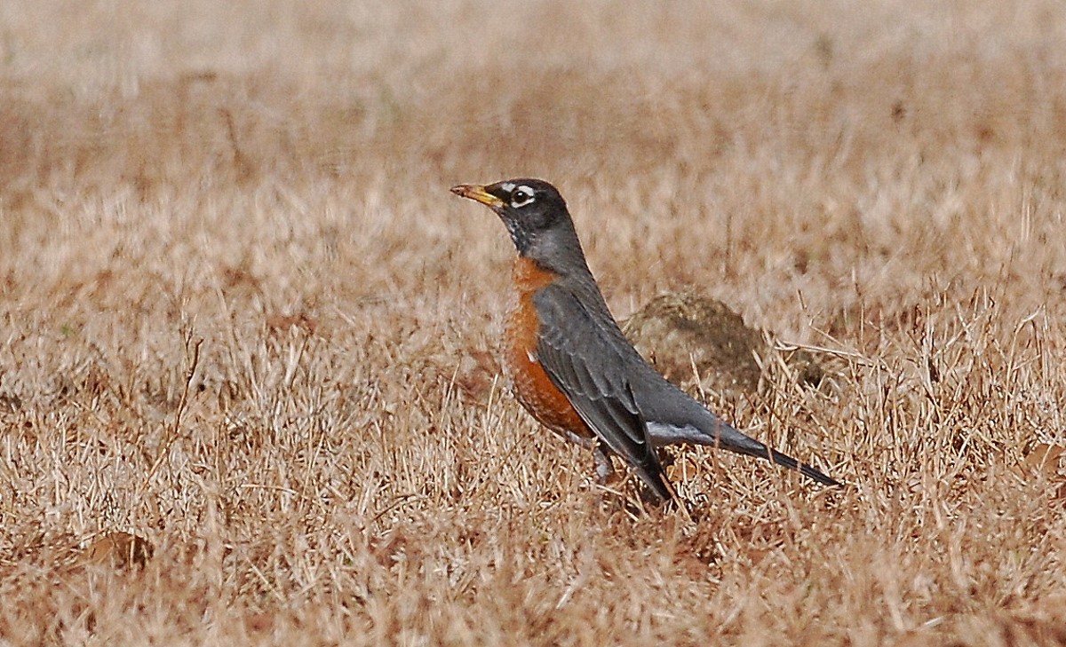 Robin