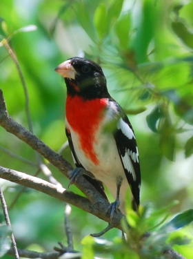 Male Rose-breasted Grosbeak (Terry W. Johnson)