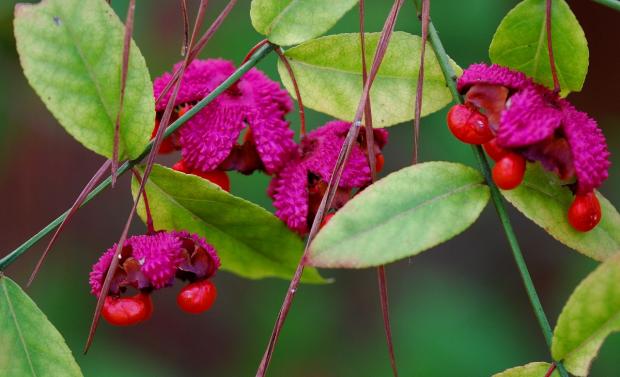 Strawberry bush (Terry W. Johnson)