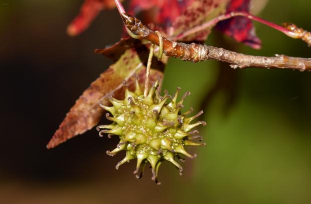 Sweetgum ball (Terry W. Johnson)