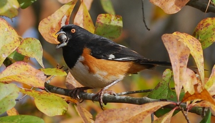 Eastern towhee eating an acorn. (Terry W. Johnson)